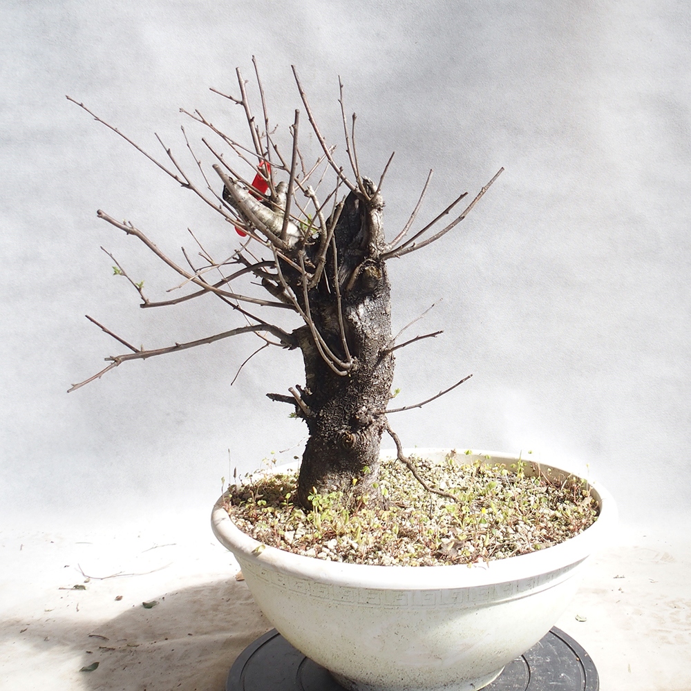 Venkovní bonsai -Mahalebka - Prunus mahaleb