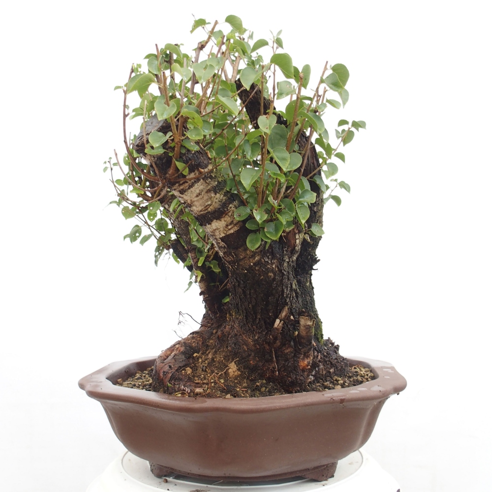 Venkovní bonsai - Mahalebka - Prunus mahaleb