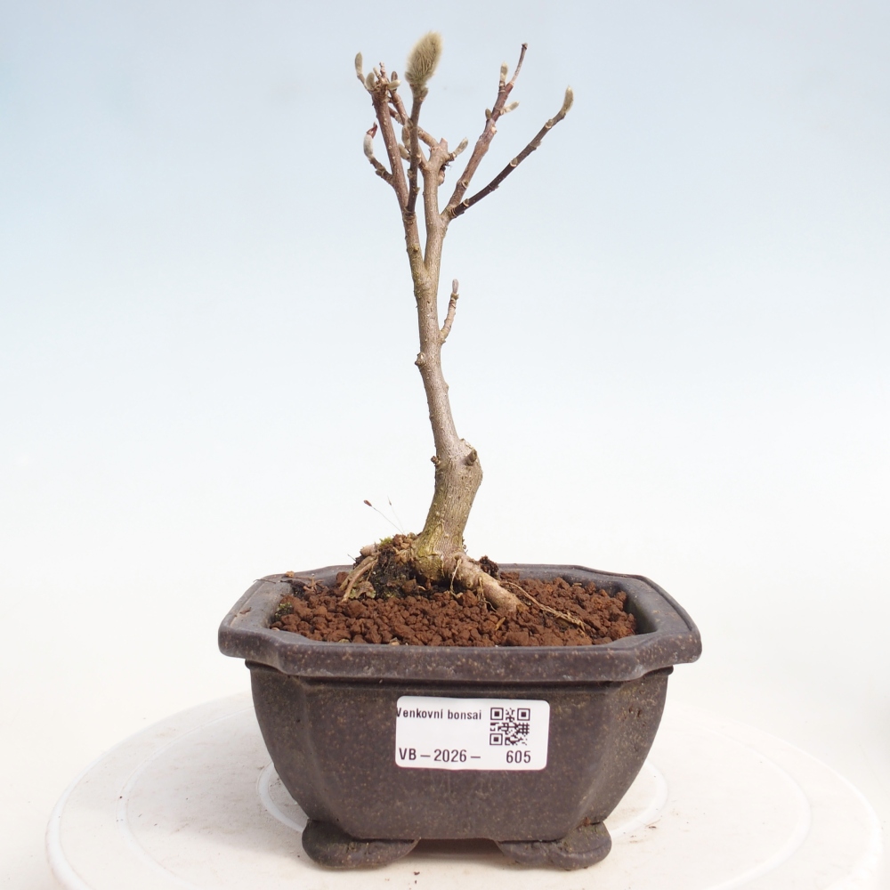 Venkovní bonsai - Magnolia stellata  -  Šácholán hvězdokvětý