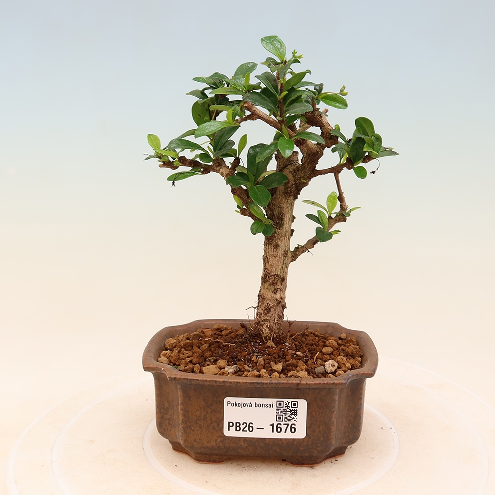 Pokojová bonsai - Carmona macrophylla - Čaj fuki