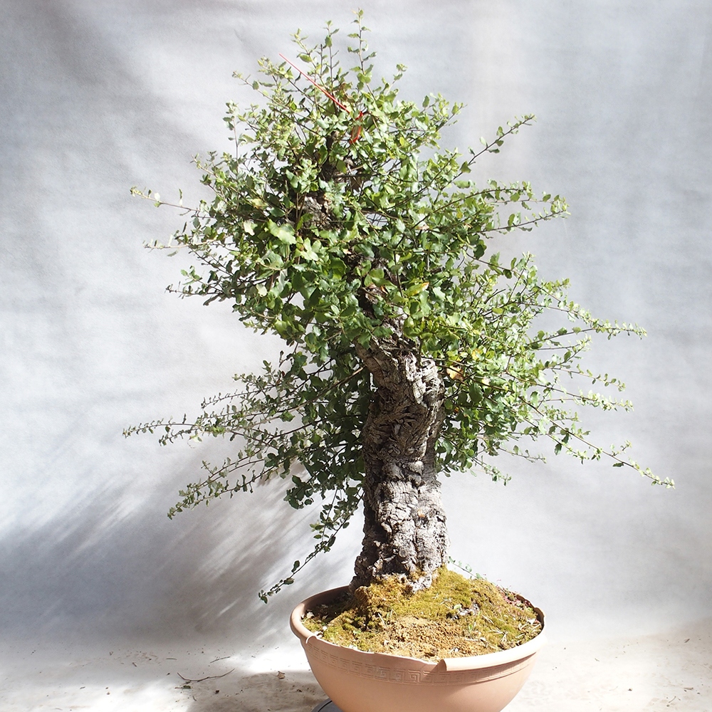 venkovní bonsai Quercus suber - Korkový dub