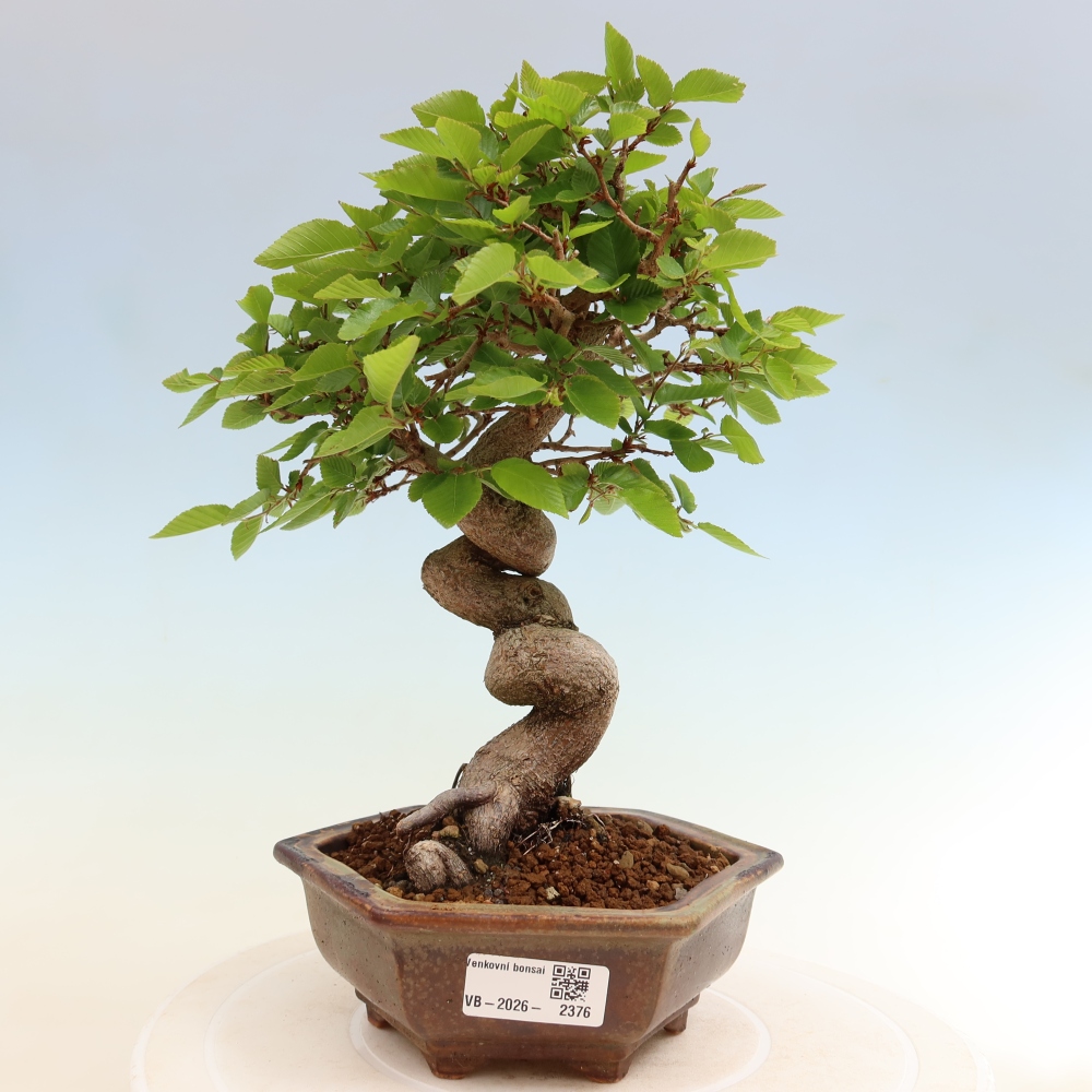 Venkovní bonsai -Carpinus coreana - Habr korejský