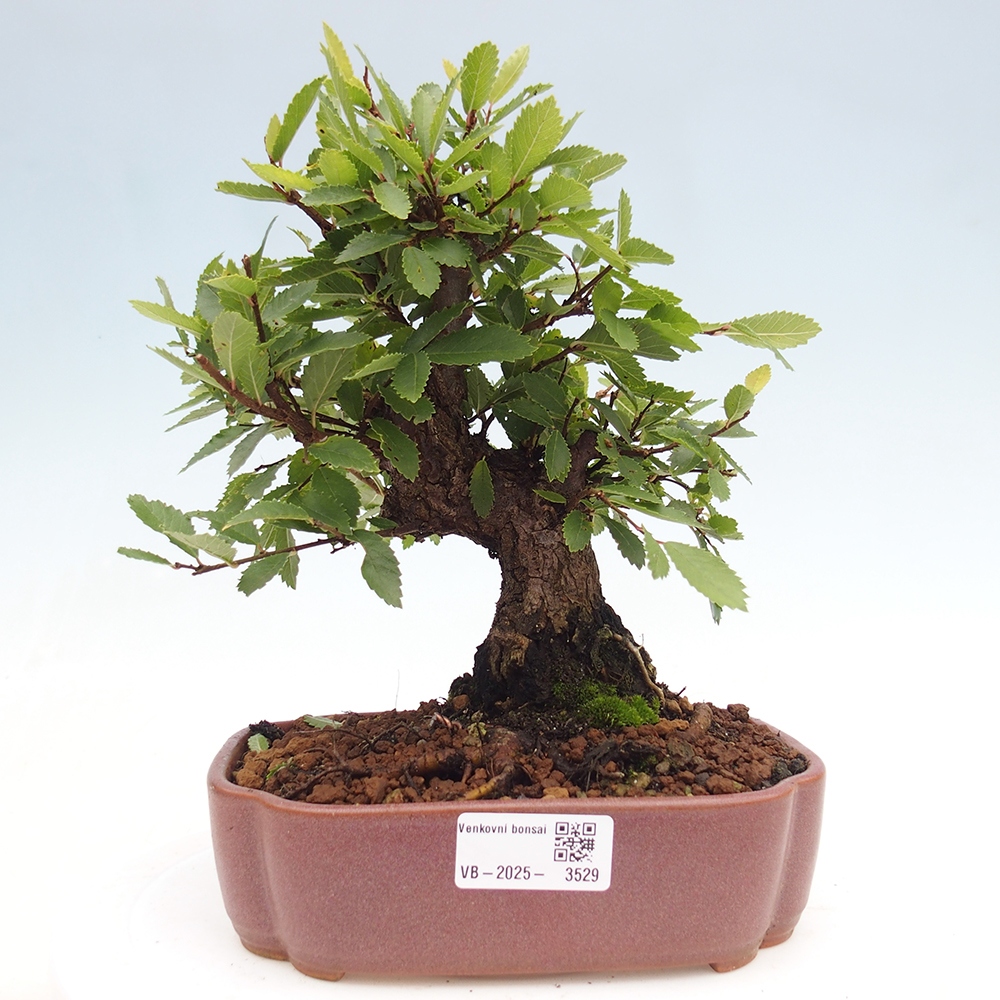 Venkovní bonsai - Zelkova - Zelkova serrata
