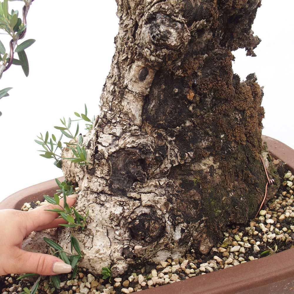 Pokojová bonsai - Olea europaea sylvestris -Oliva evropská drobnolistá