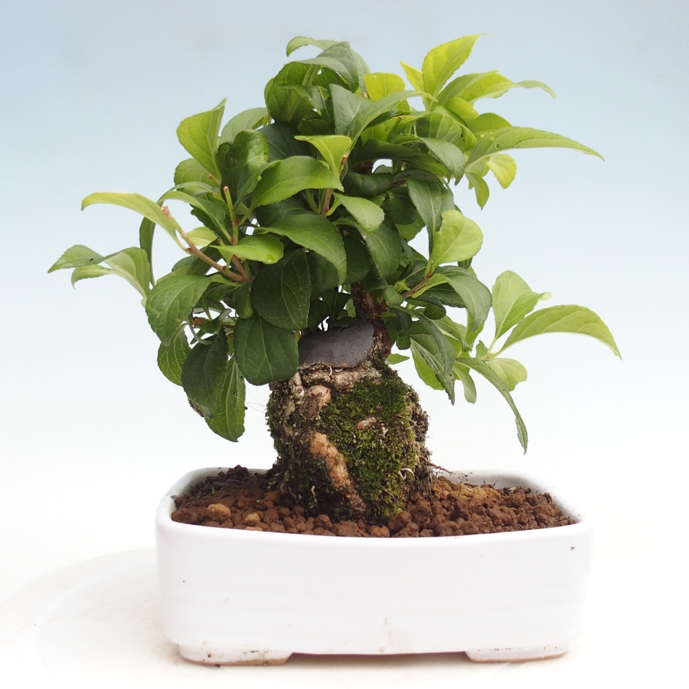 Venkovní bonsai - Celastrus  orbiculatus - Jesenec okrouhlolistý