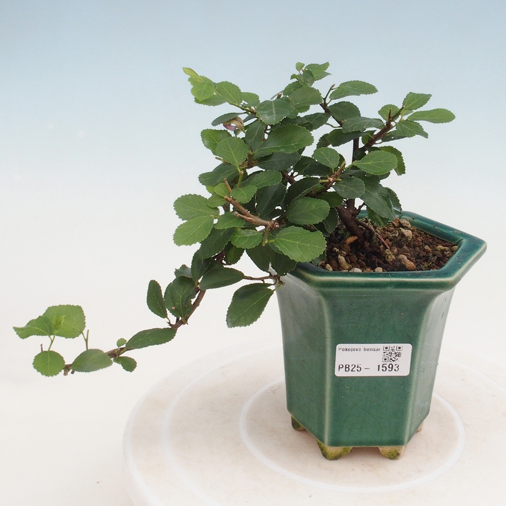 Pokojová bonsai - Grewia occidentalis - Hvězdice levandulová