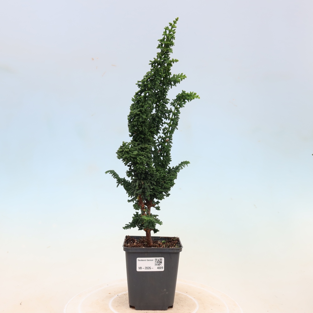 Venkovní bonsai - Cham. obtusa SEKKA HINOKI - Cypřišek
