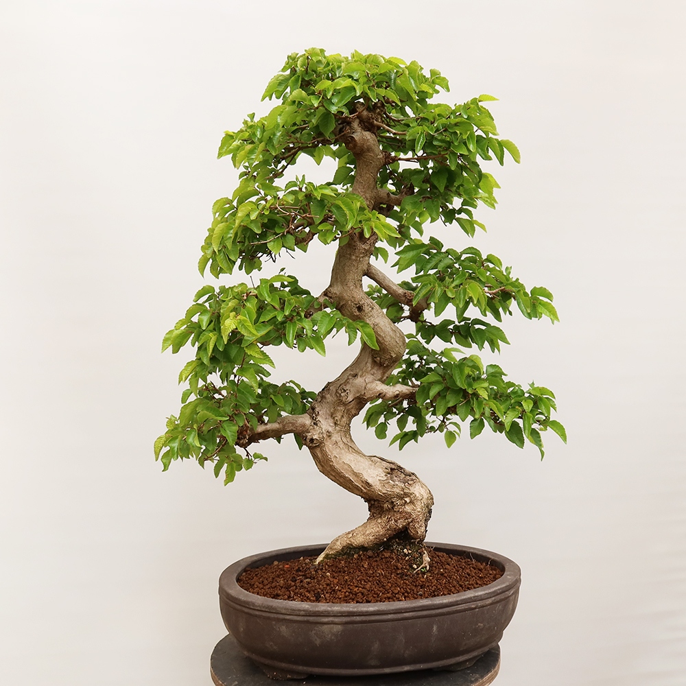 Venkovní bonsai -Carpinus Coreana - Habr korejský