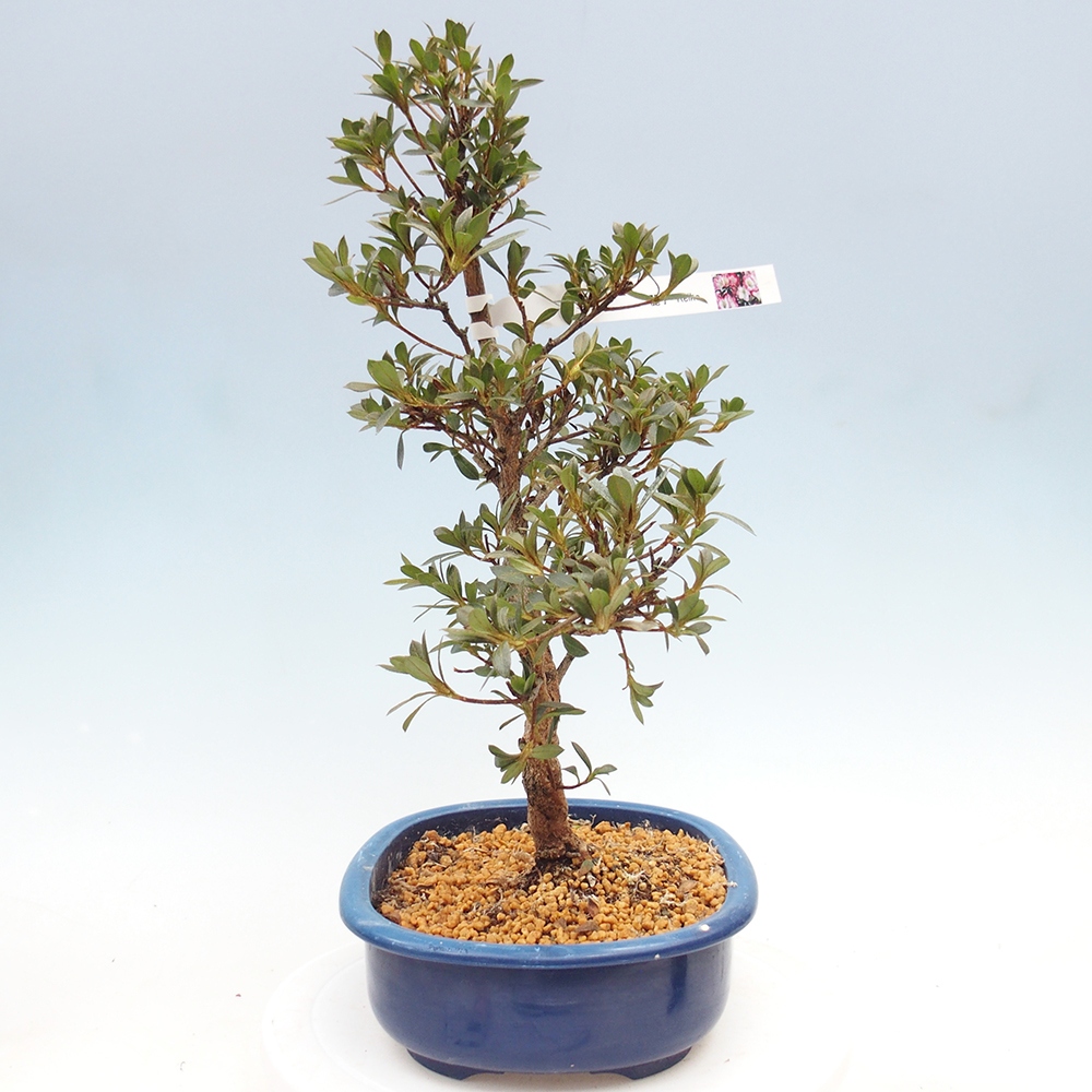 Venkovní bonsai - Japonská azalka - Azalea Reiko