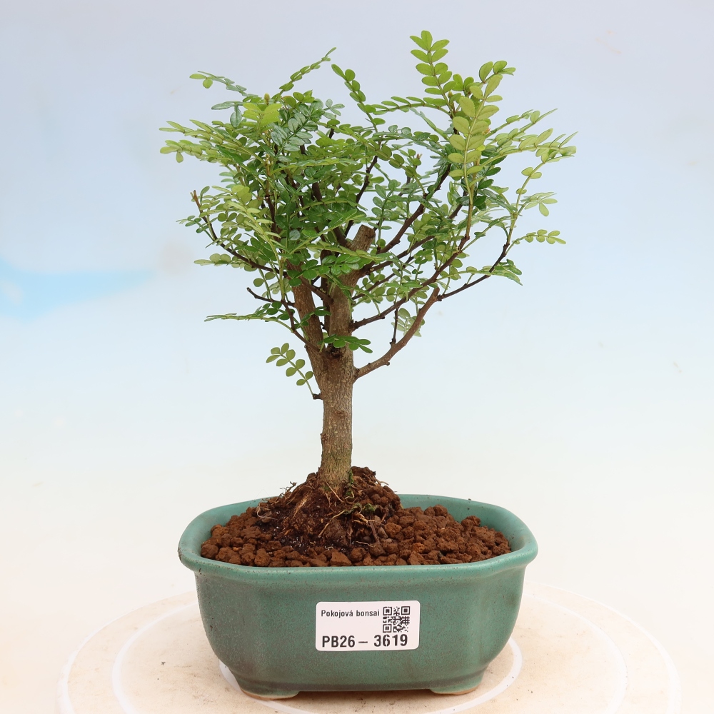 Pokojová bonsai - Zantoxylum piperitum - Pepřovník