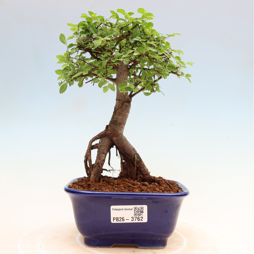 Pokojová bonsai - Ulmus parvifolia - Malolistý jilm