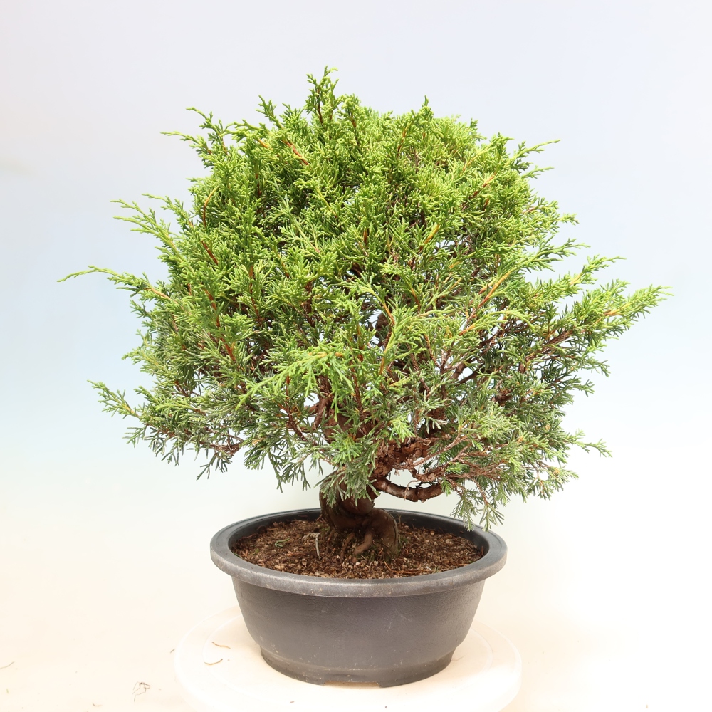 Venkovní bonsai - Juniperus chinensis Itoigawa-Jalovec čínský