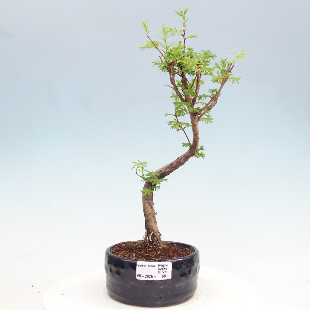 Venkovní bonsai - Metasequoia glyptostroboides - Metasekvoje čínská