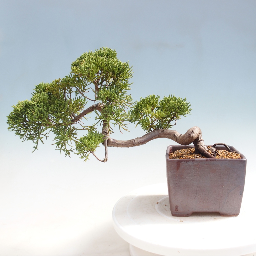 Venkovní bonsai - Juniperus chinensis Kishu -Jalovec čínský
