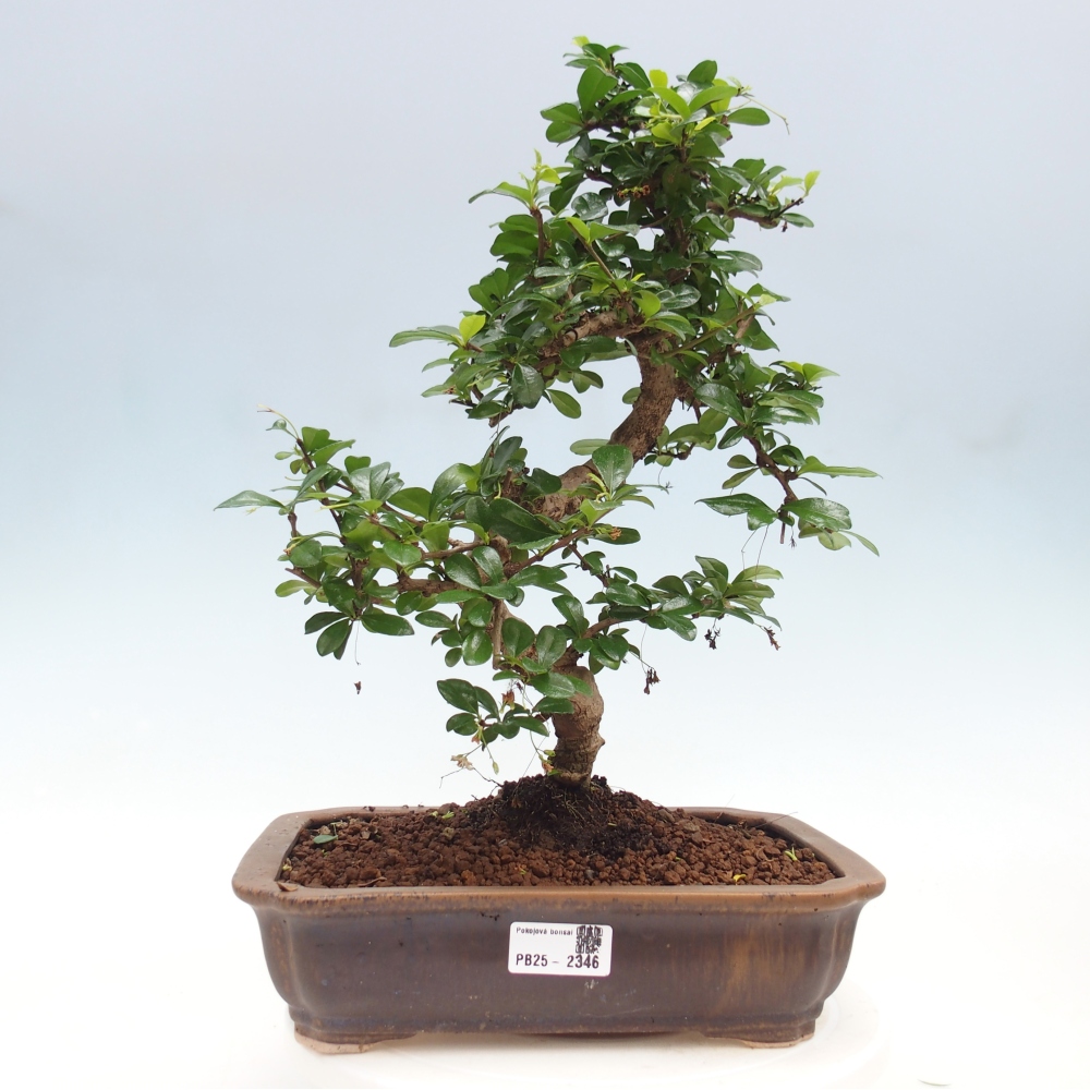 Pokojová bonsai - Carmona macrophylla - Čaj fuki