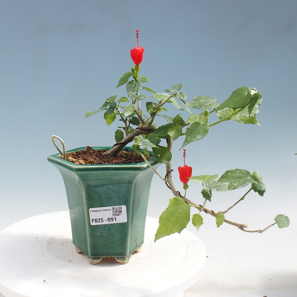 Pokojová bonsai - Malvaviscus arboreus - ibiškovec dřevnatý