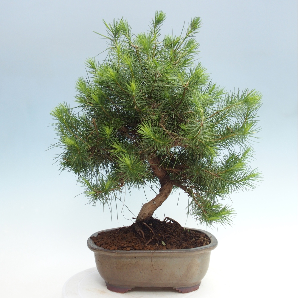 Pokojová bonsai-Pinus halepensis-Borovice alepská