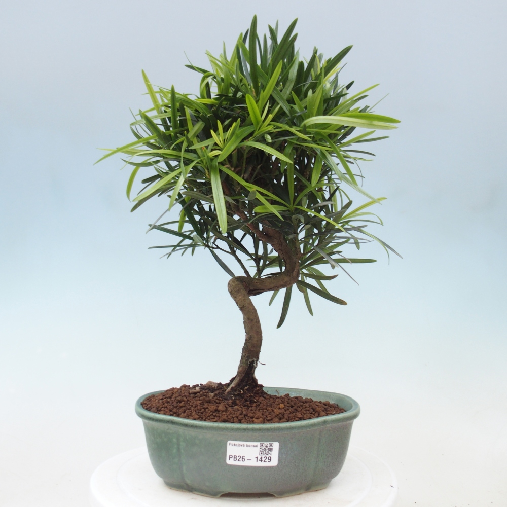 Pokojová bonsai - Podocarpus - Kamenný tis