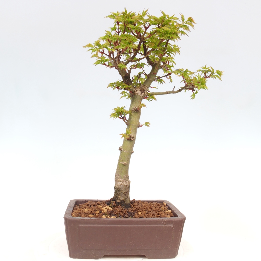 Venkovní bonsai -Javor dlanitolistý Acer palmatum Shishigashira