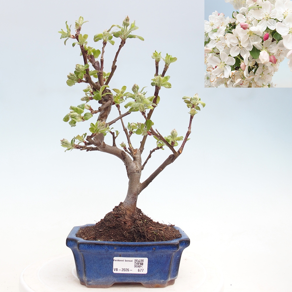 Venkovní bonsai -Malus halliana - Maloplodá jabloň