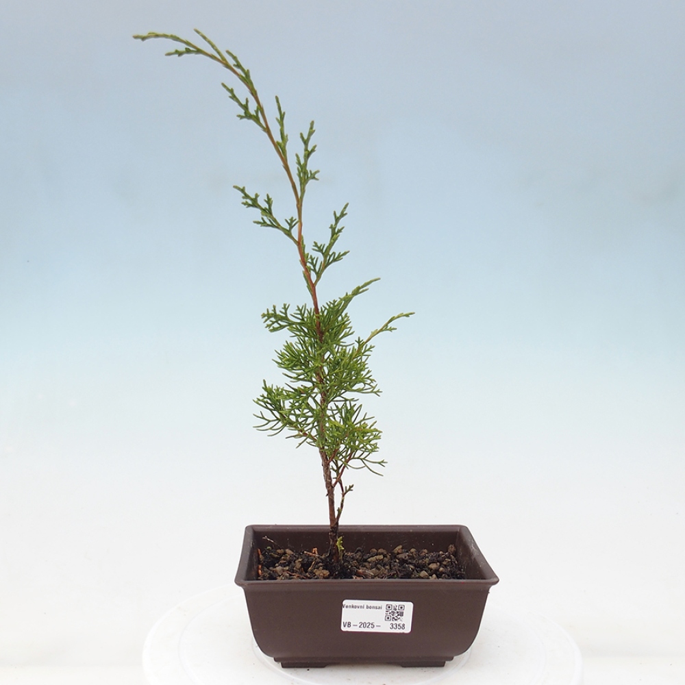 Venkovní bonsai - Juniperus chinensis Itoigawa -Jalovec čínský