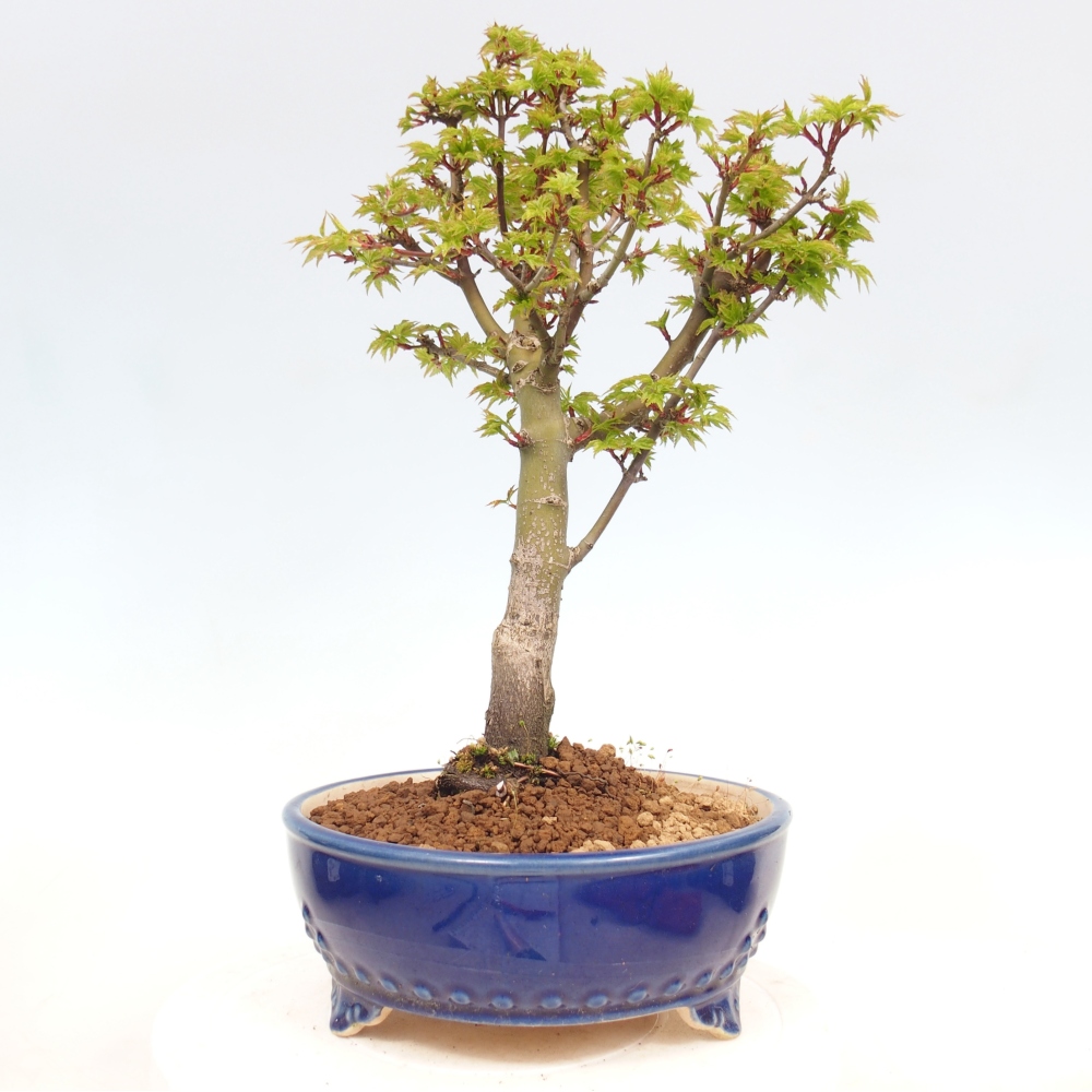 Venkovní bonsai -Javor dlanitolistý Acer palmatum Shishigashira