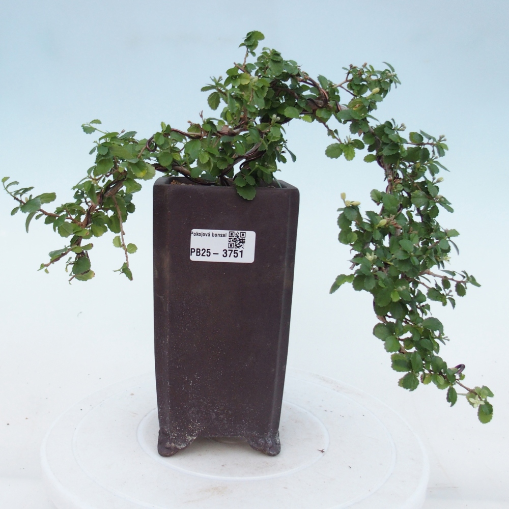 Pokojová bonsai - Grewia sp. - Grewie malolistá