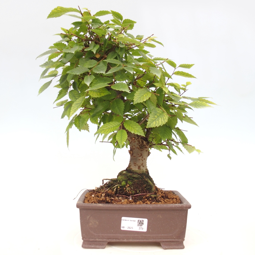 Venkovní bonsai - Zelkova - Zelkova serrata