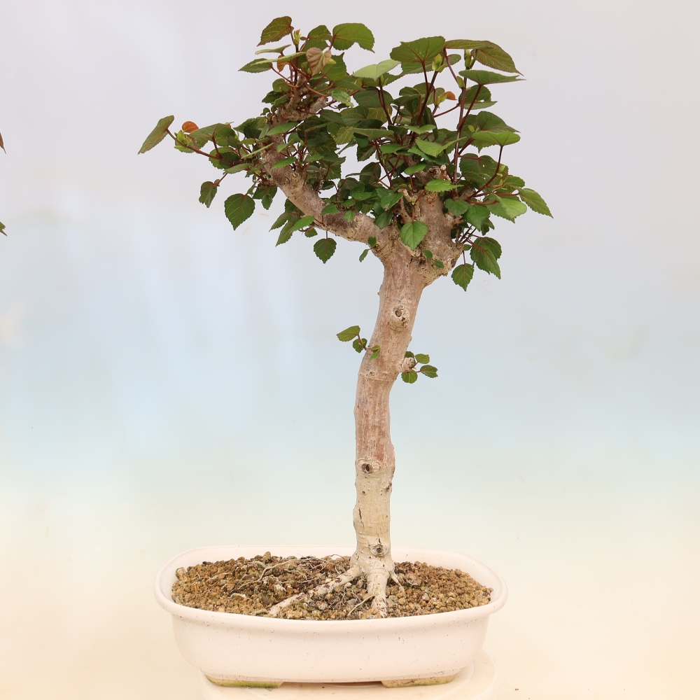 Pokojová bonsai - Hibiscus tiliaceus - Ibišek lípovitý, morský
