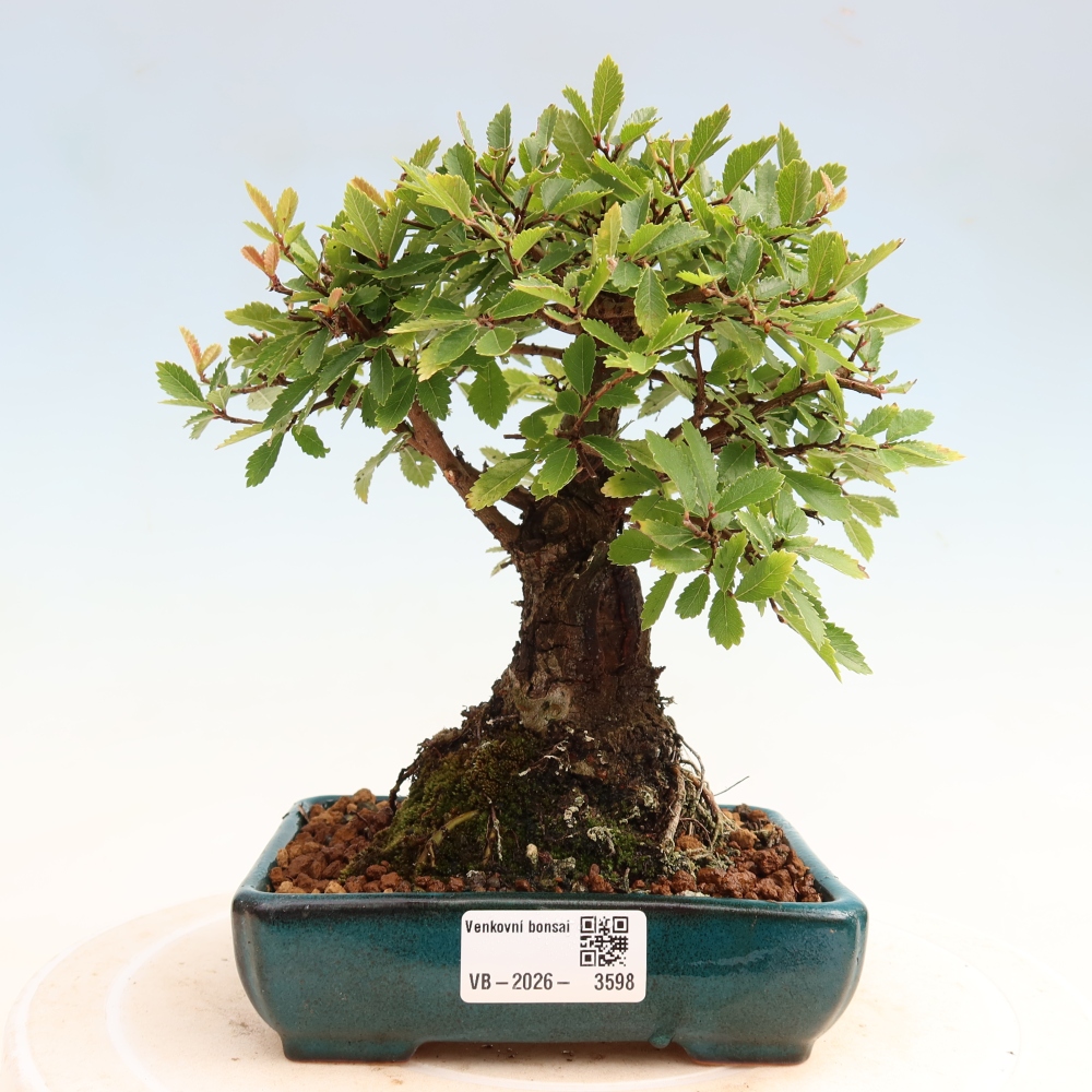 Venkovní bonsai - Zelkova - Zelkova NIRE