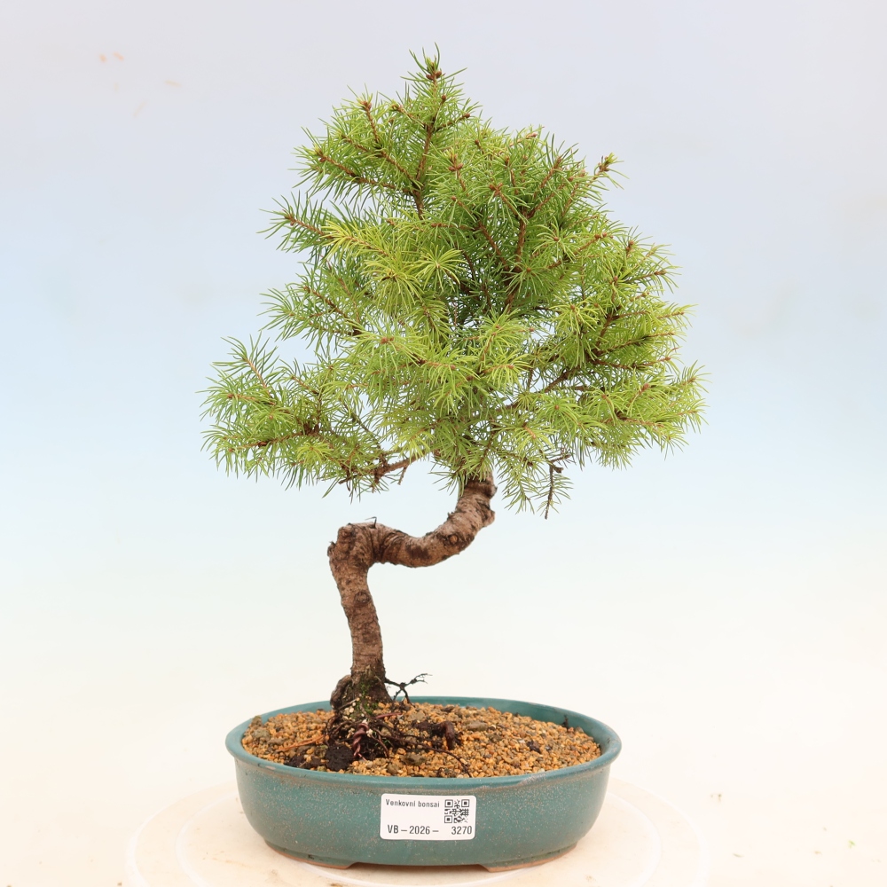 Venkovní bonsai- Smrk kulovitý - Picea glauca globe