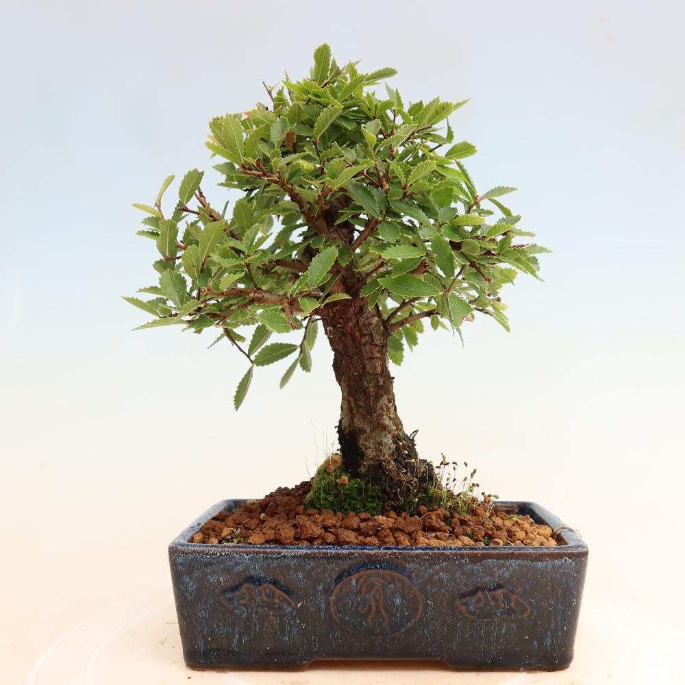 Venkovní bonsai - Zelkova - Zelkova NIRE