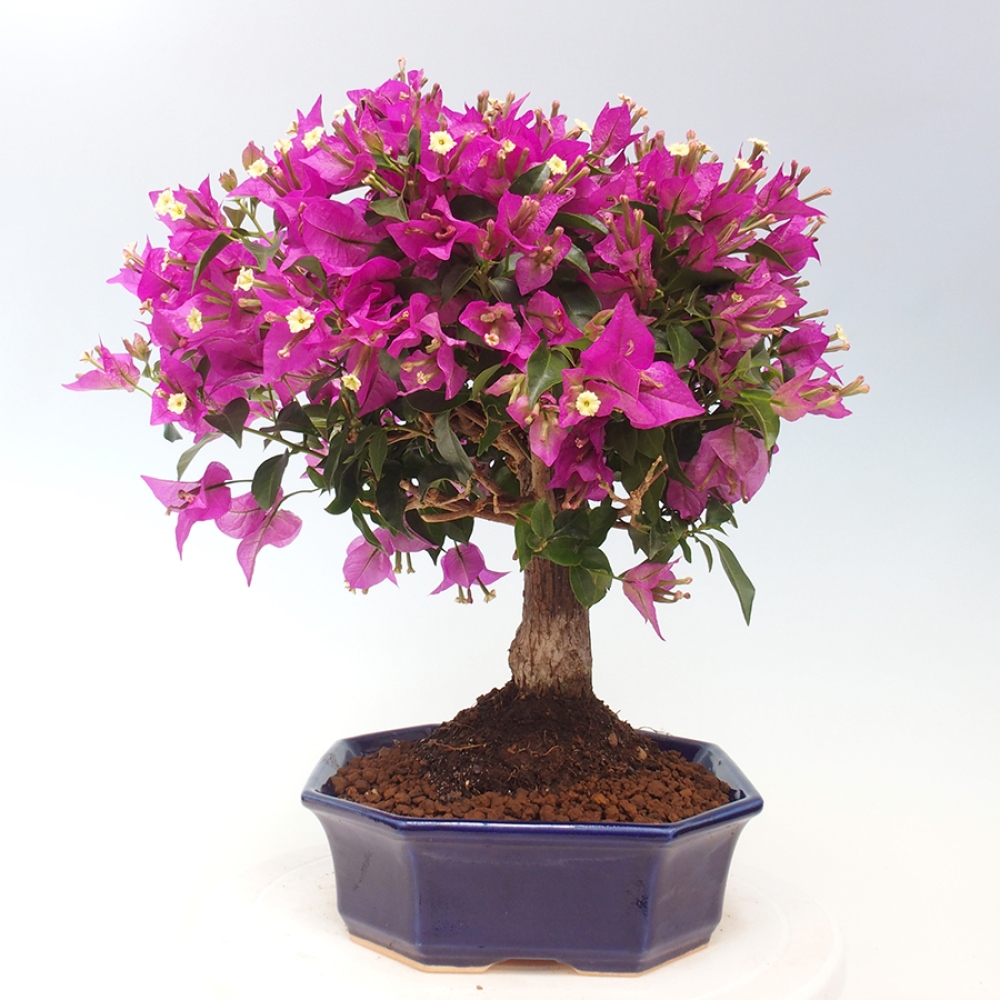 Pokojová bonsai - Bouganwilea