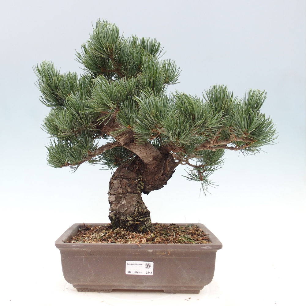 Venkovní bonsai - Pinus parviflora - Borovice drobnokvětá