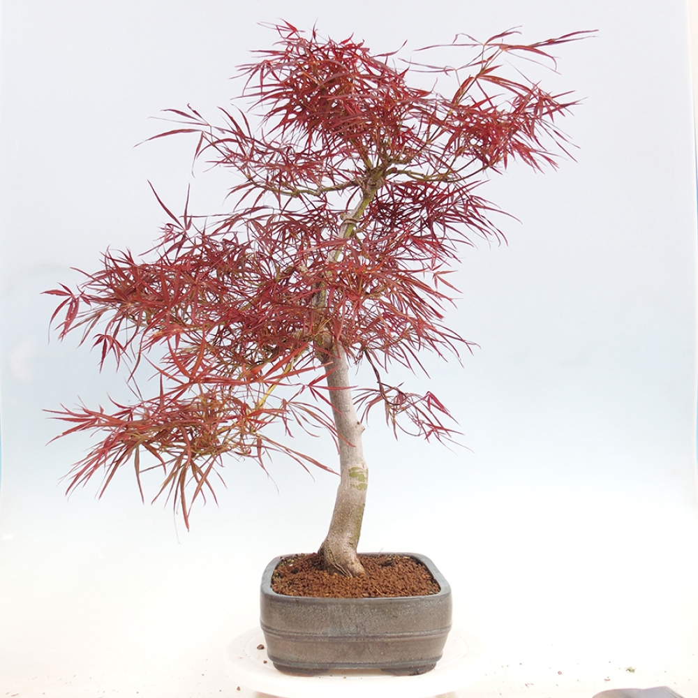 Venkovní bonsai - Javor dlanitolistý - Acer palmatum RED PYGMY