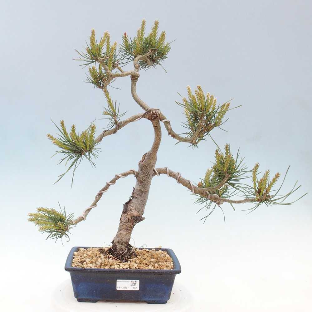 Venkovní bonsai - Pinus Sylvestris Watererri - Borovice lesní