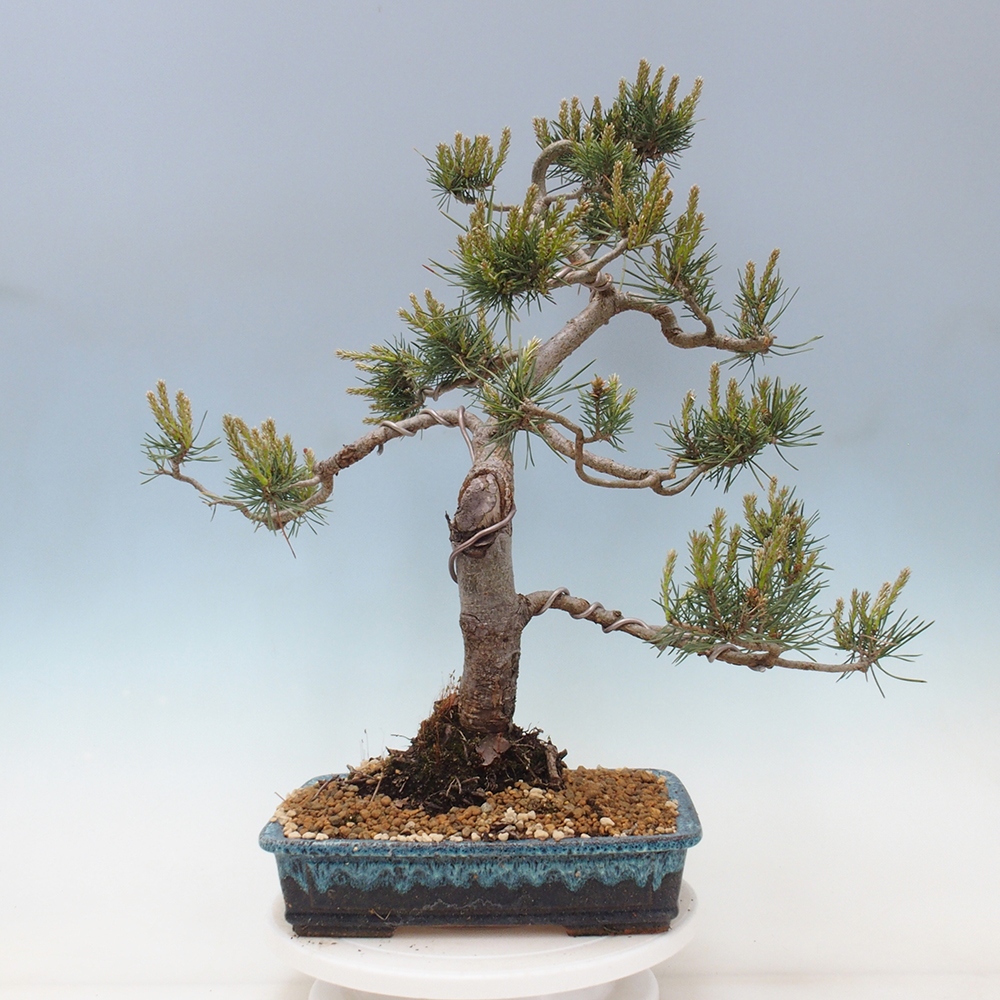 Venkovní bonsai - Pinus Sylvestris Watererri - Borovice lesní