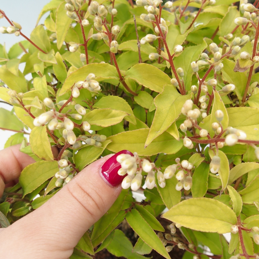 Venkovní bonsai - Deutzia scabra Candidissima - Trojpuk