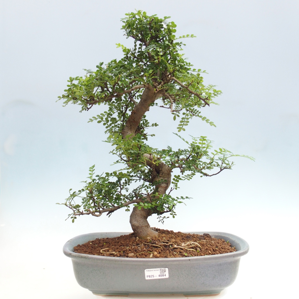 Pokojová bonsai - Zantoxylum piperitum - pepřovník
