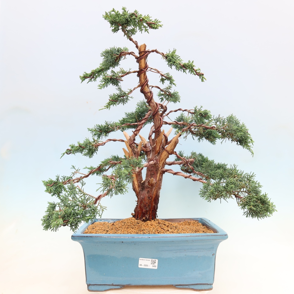 Venkovní bonsai - Juniperus chinensis Kishu -Jalovec čínský