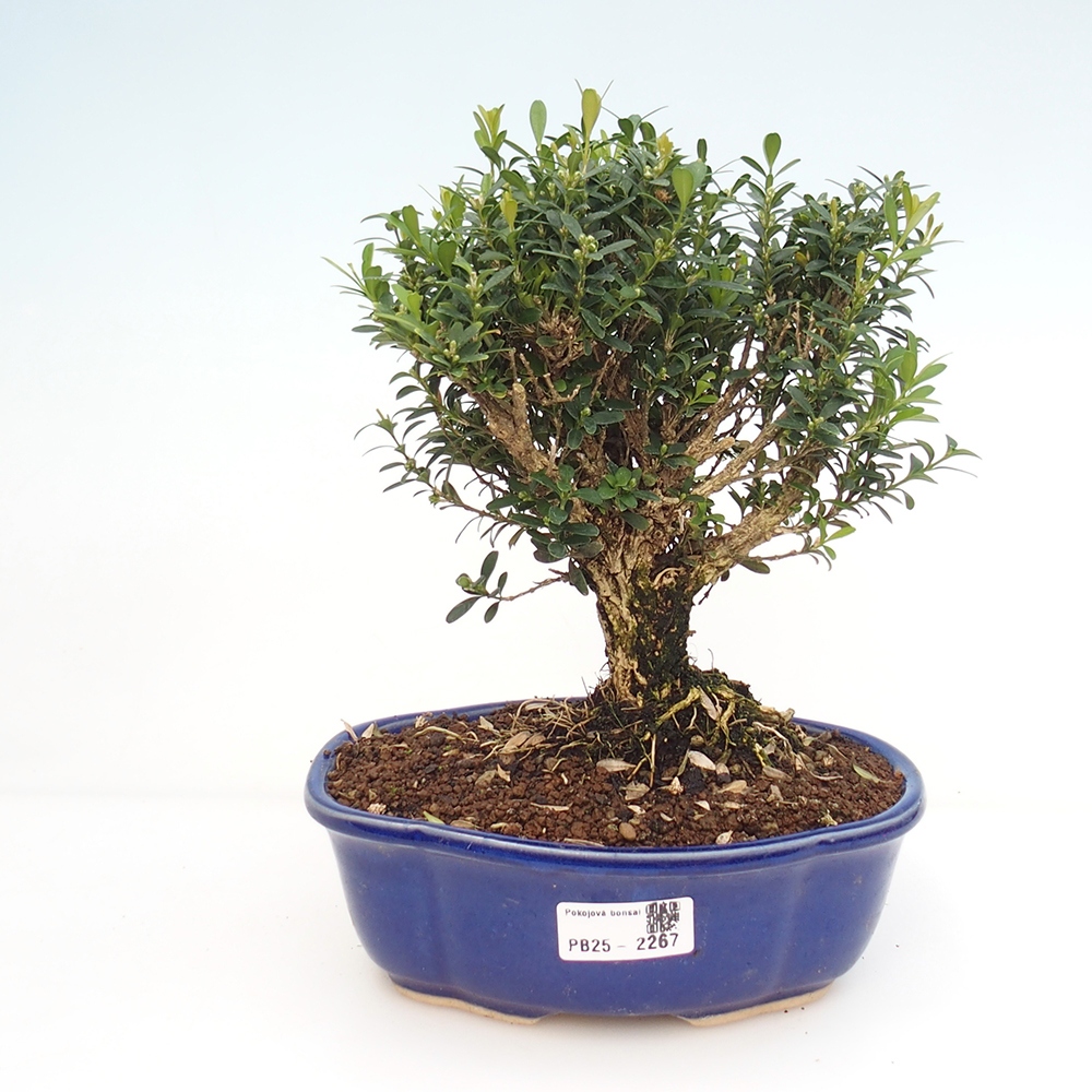 Pokojová bonsai - Buxus harlandii - korkový buxus