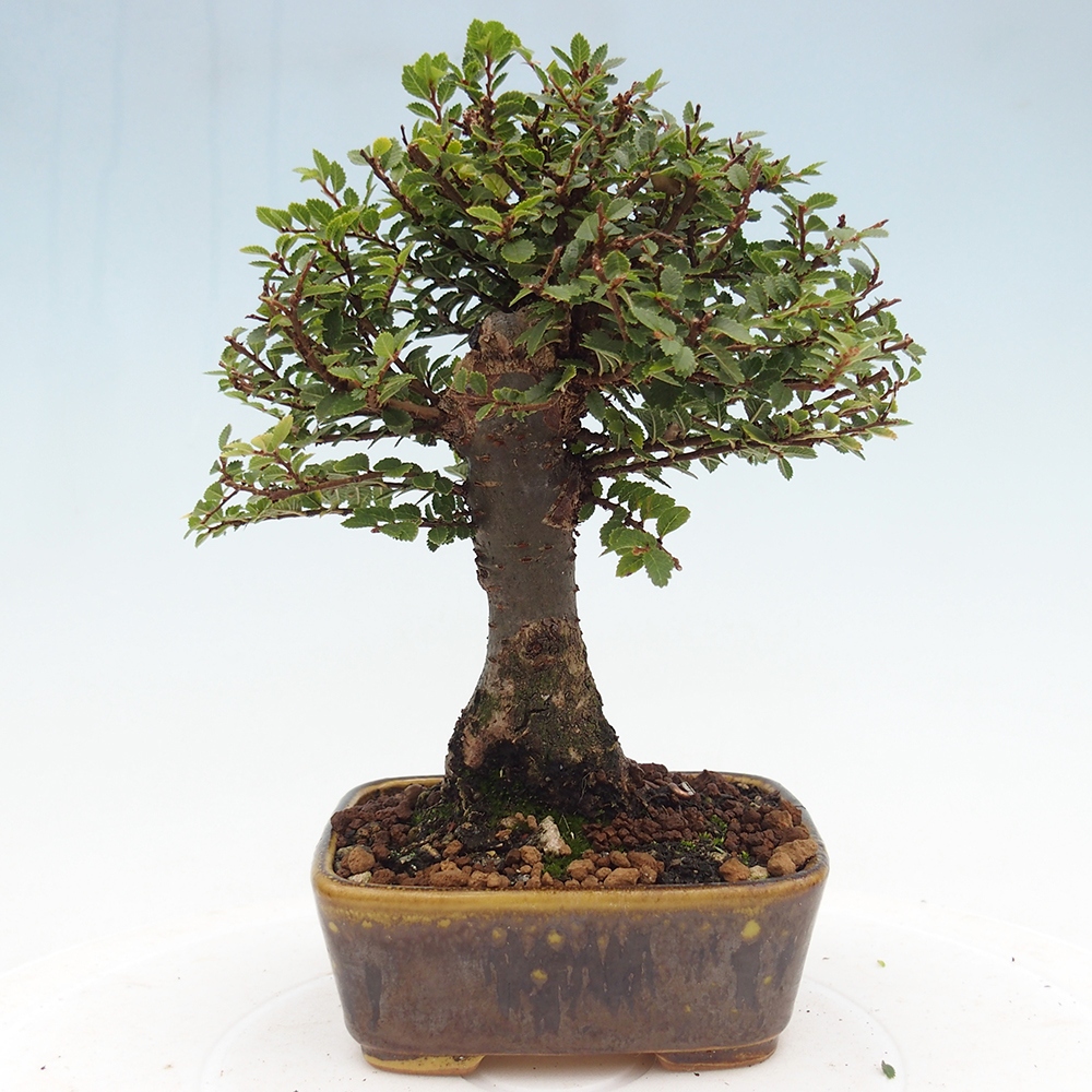 Venkovní bonsai - Ulmus parvifolia Hokkaido - jilm Čínský