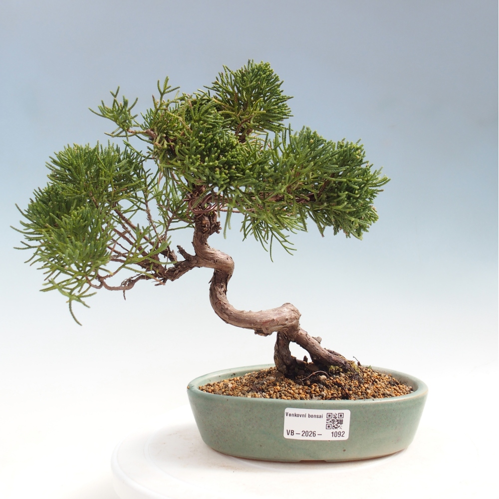 Venkovní bonsai - Juniperus chinensis Kishu -Jalovec čínský