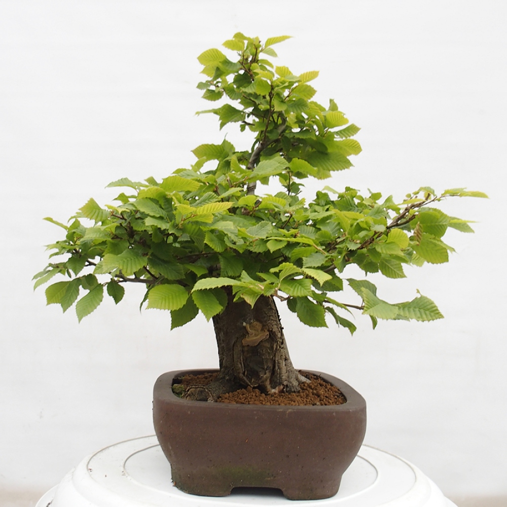Venkovní bonsai - Habr obecný - Carpinus betulus