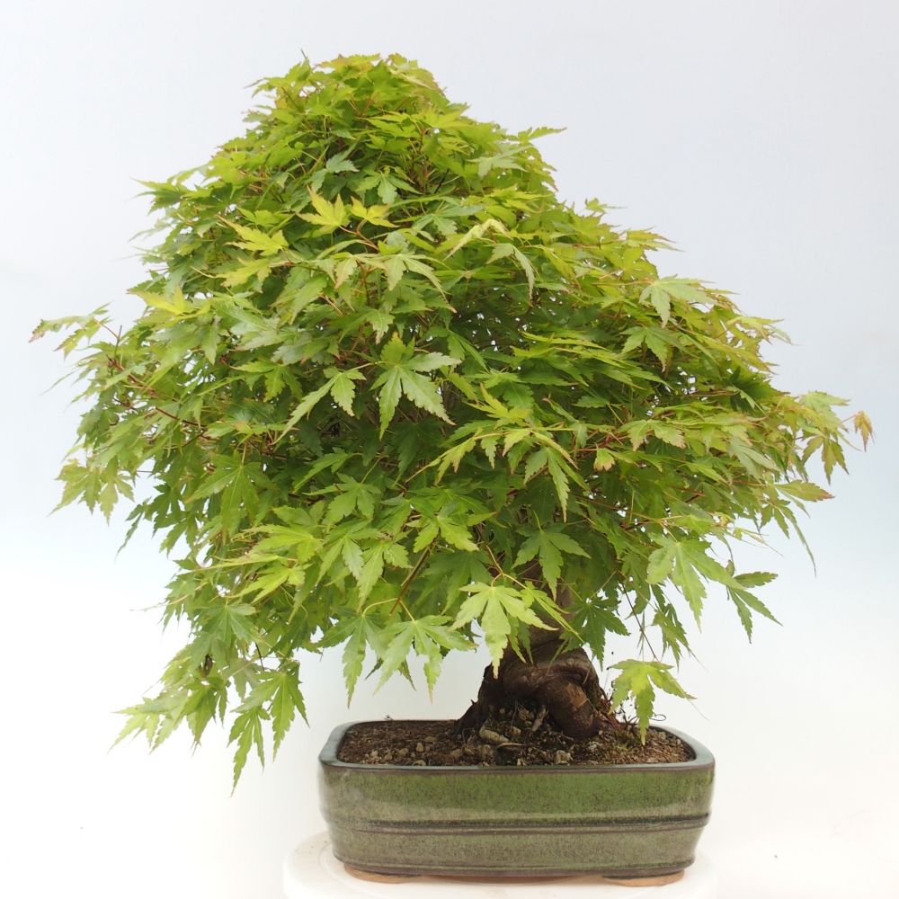 Venkovní bonsai - Javor dlanitolistý - Acer palmatum  - POUZE PALETOVÁ PŘEPRAVA