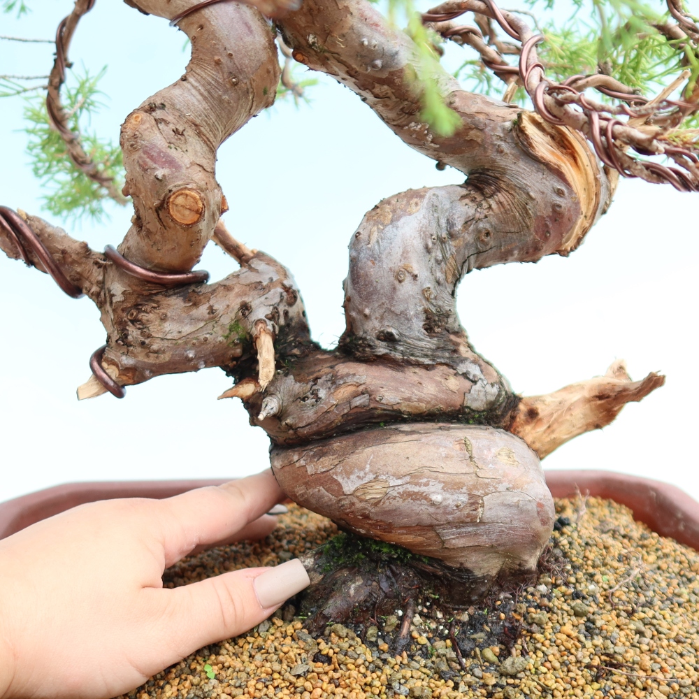 Venkovní bonsai - Juniperus chinensis Itoigawa-Jalovec čínský
