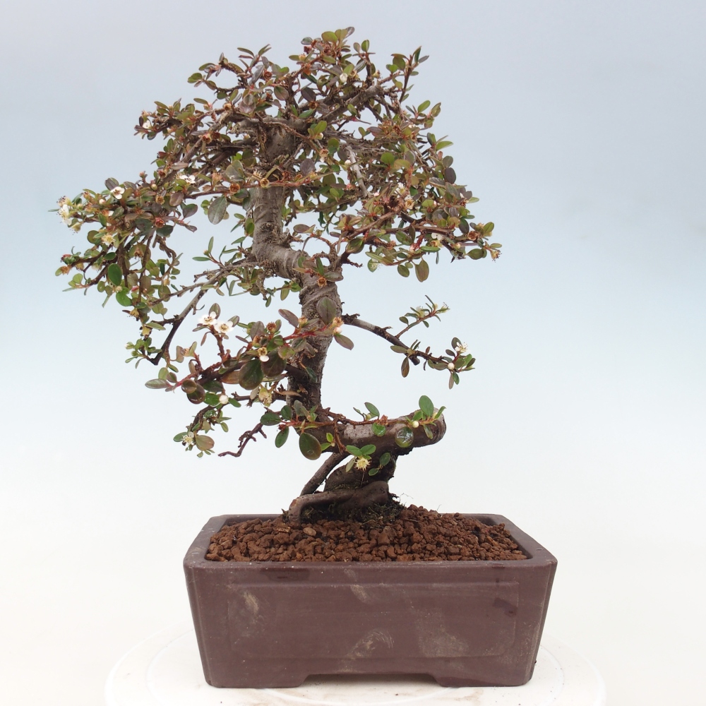 Venkovní bonsai-Cotoneaster dammeri - Skalník Damerův