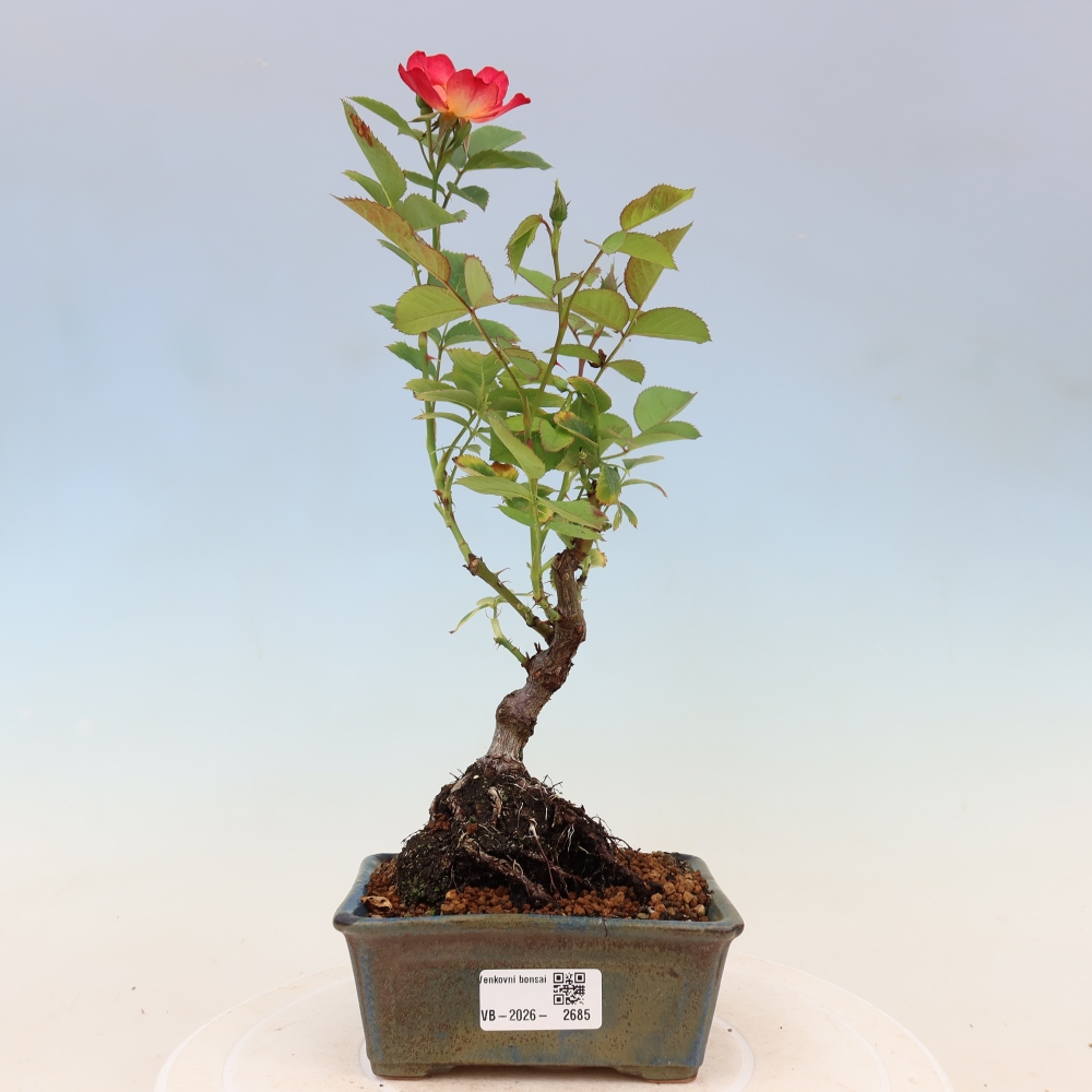 Venkovní bonsai - Rosa Kordes -  růže