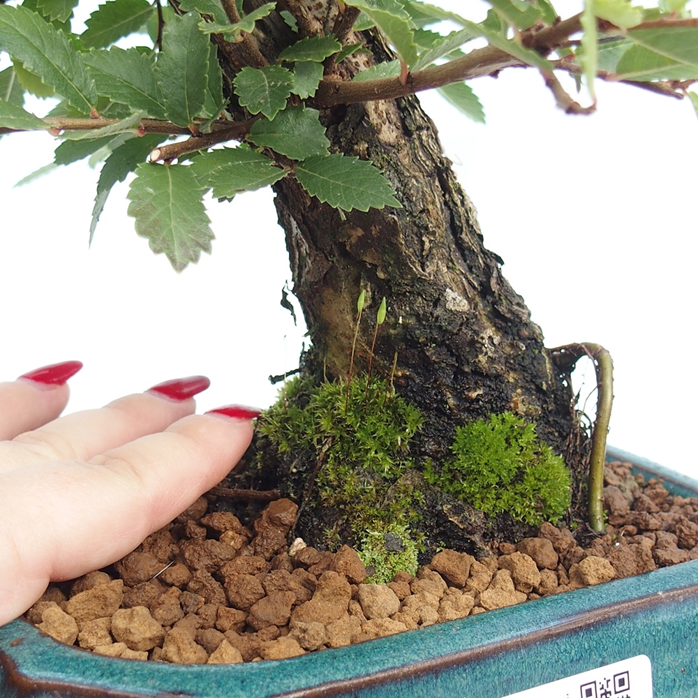 Venkovní bonsai - Zelkova - Zelkova NIRE