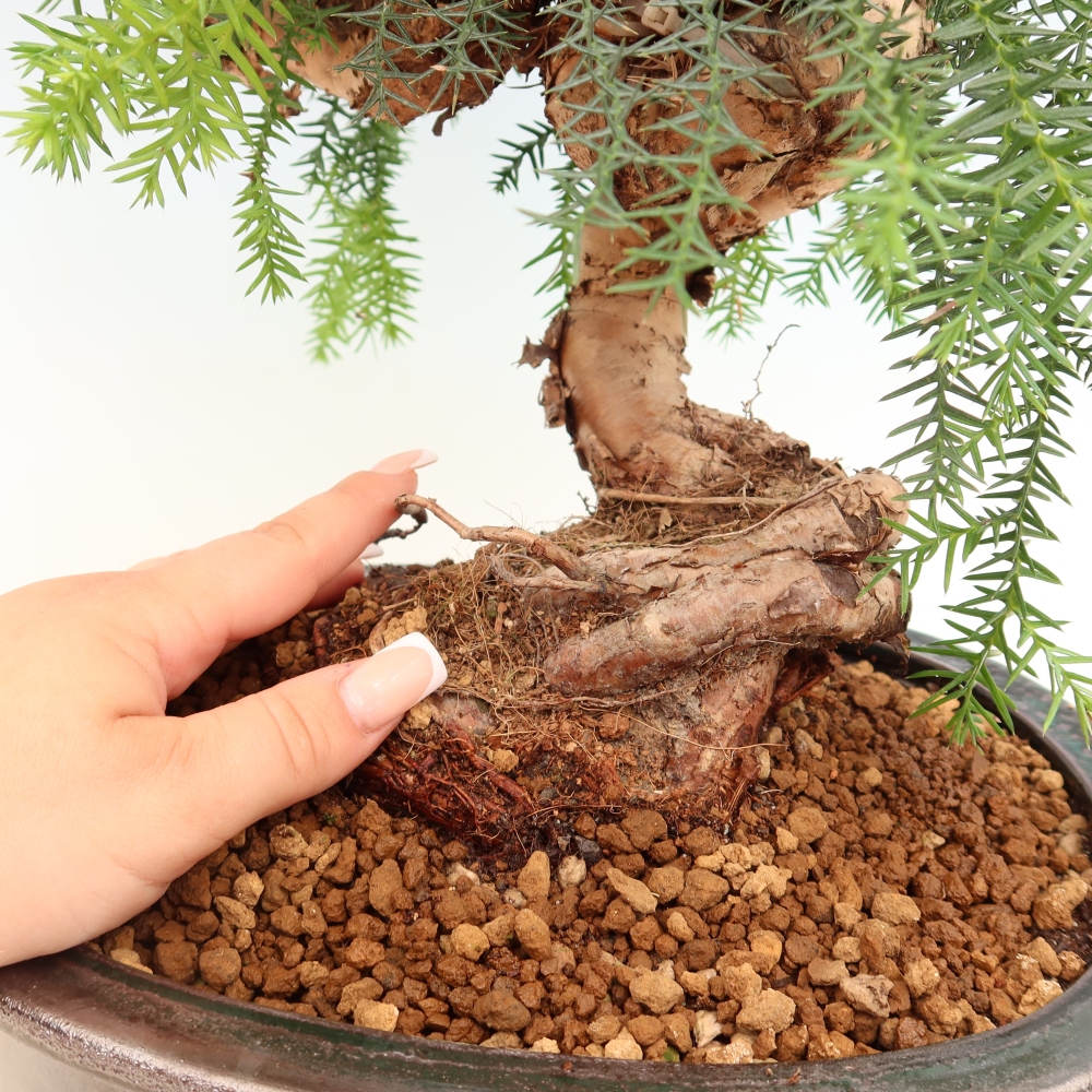 Pokojová bonsai - Araukarie - pokojový smrček